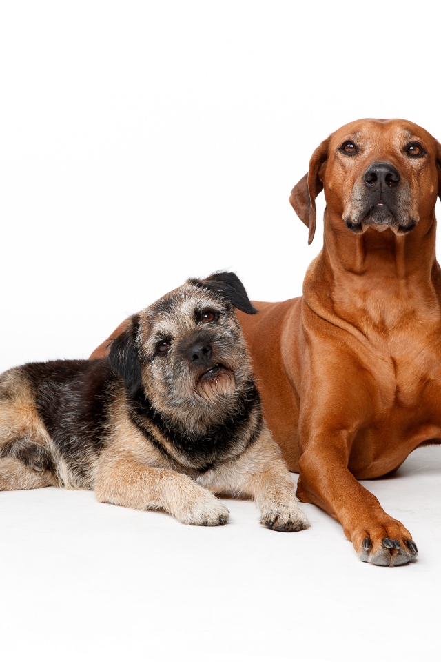 Две породистые собаки на белом фоне