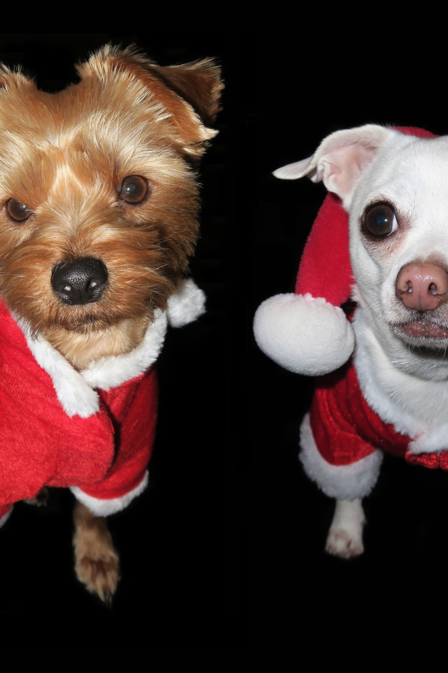 Две маленькие породистые собаки в новогодних  костюмах 