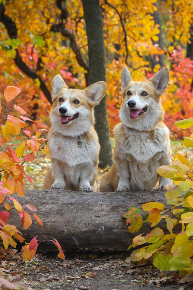 Две собаки вельш корги в осеннем парке 