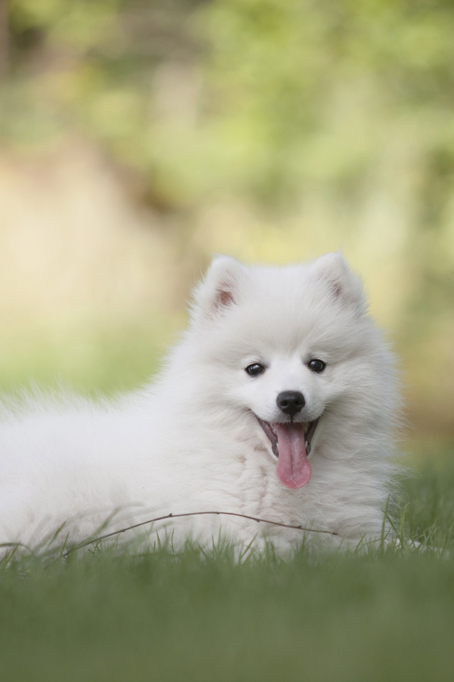 Белый шпиц с высунутым языком лежит на траве