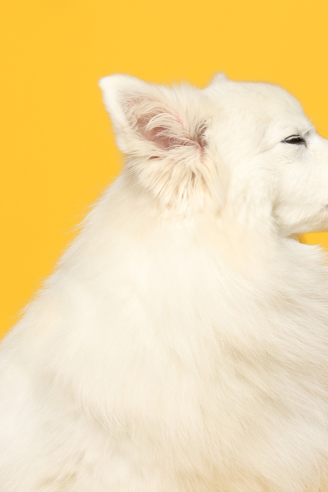 Белый шпиц с высунутым языком на желтом фоне