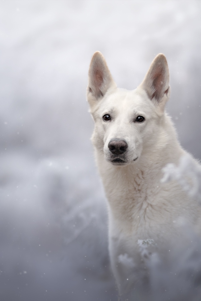 Белая Швейцарская Овчарка смотрит вдаль 