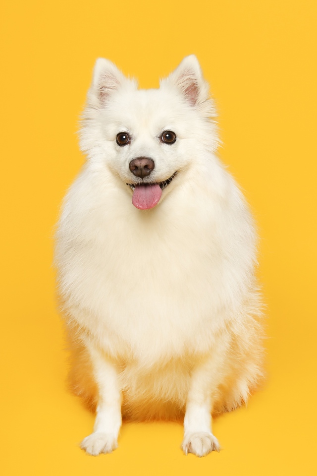 Белый пушистый шпиц на желтом фоне 
