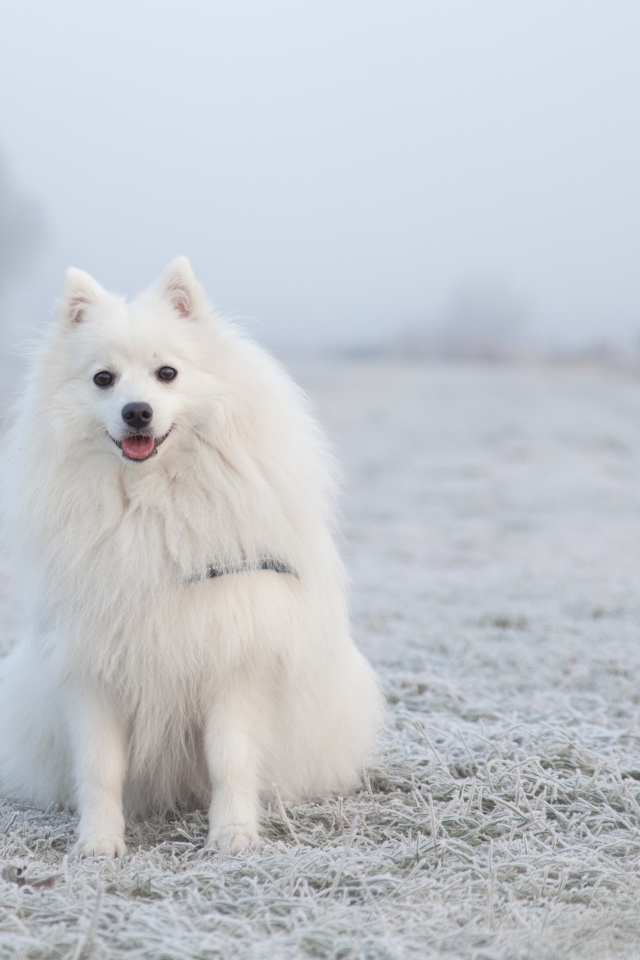 Белый пушистый шпиц сидит на покрытой инеем траве