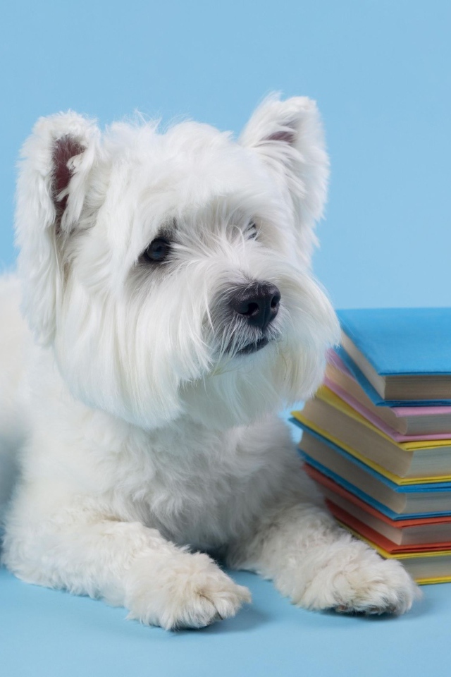 Белый породистый пес с книгами на сером фоне 