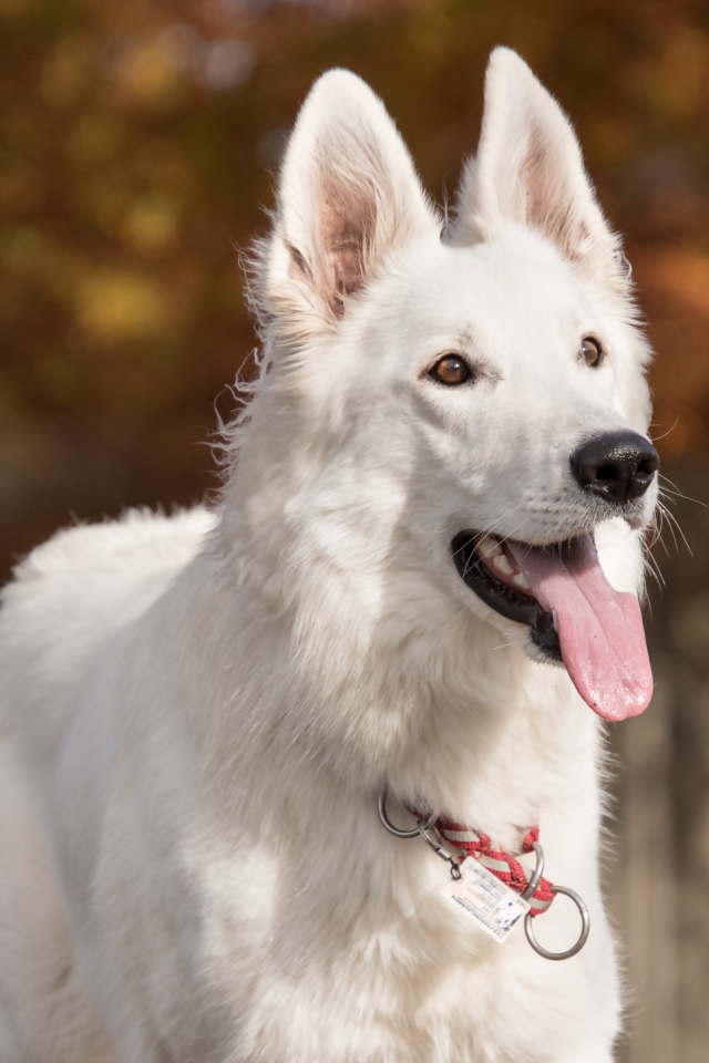 Белая овчарка с высунутым языком 