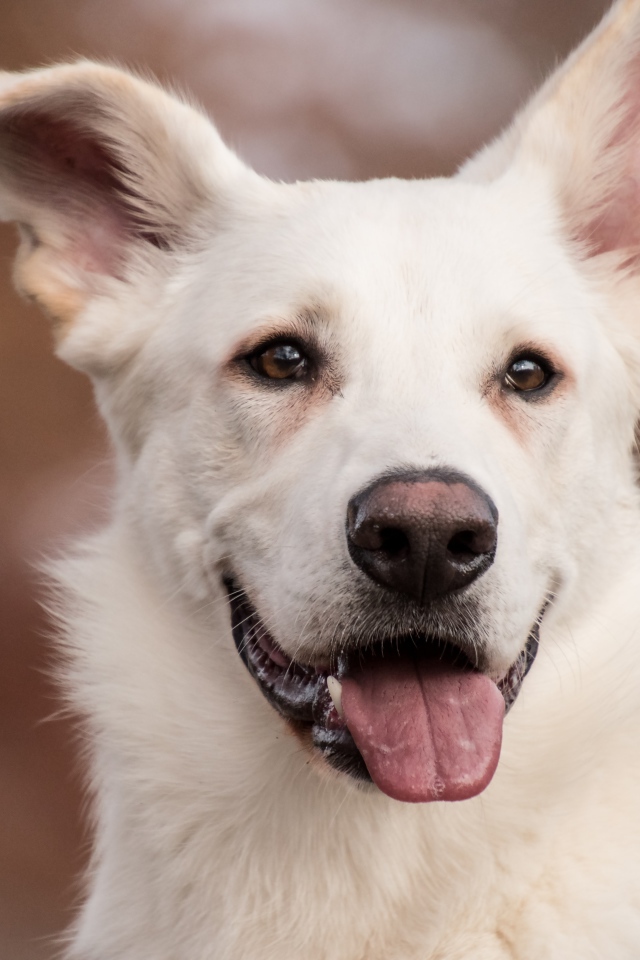 Белая овчарка с высунутым языком крупным планом
