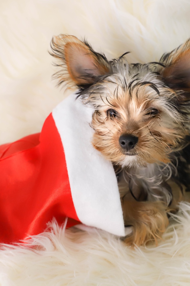 Собака породы йоркширский терьер в новогоднем колпаке 