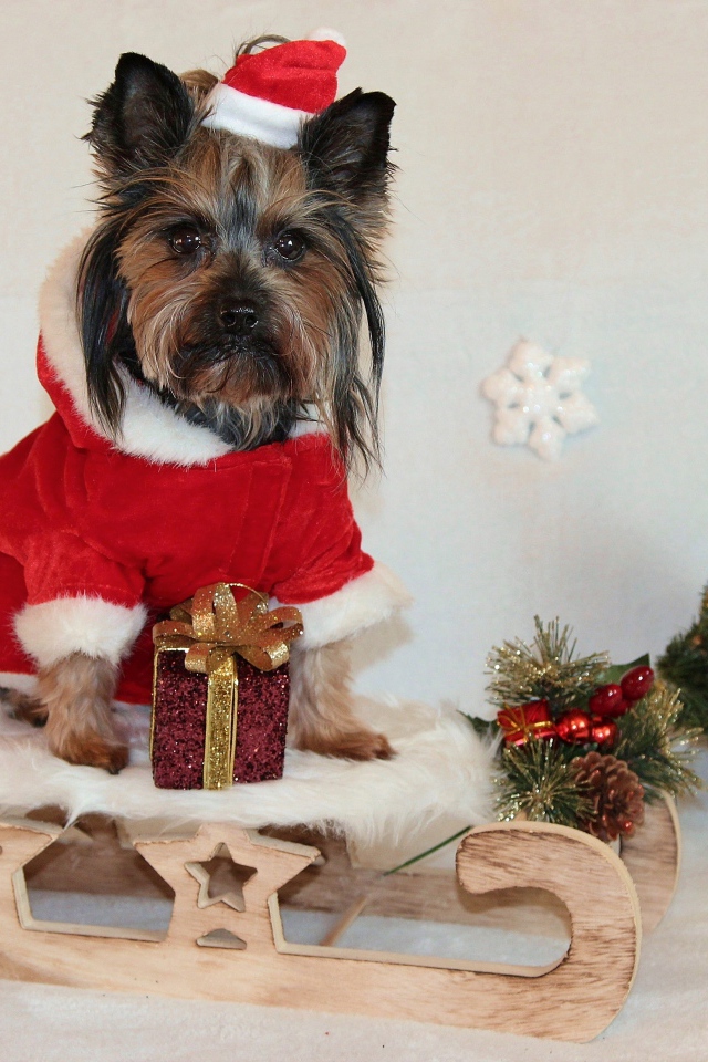 Йоркширский терьер на санках у новогодней елки 