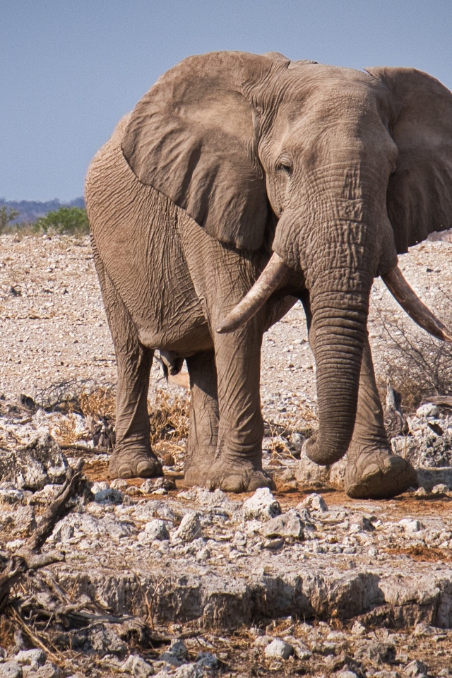 Большой серый слон идет по камням