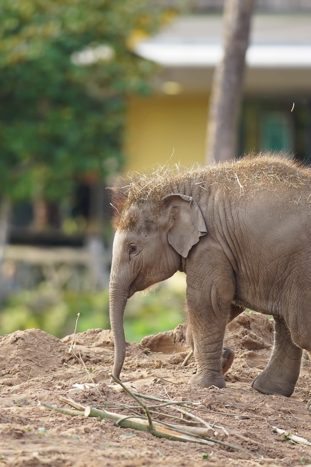 Маленький слоненок в зоопарке 