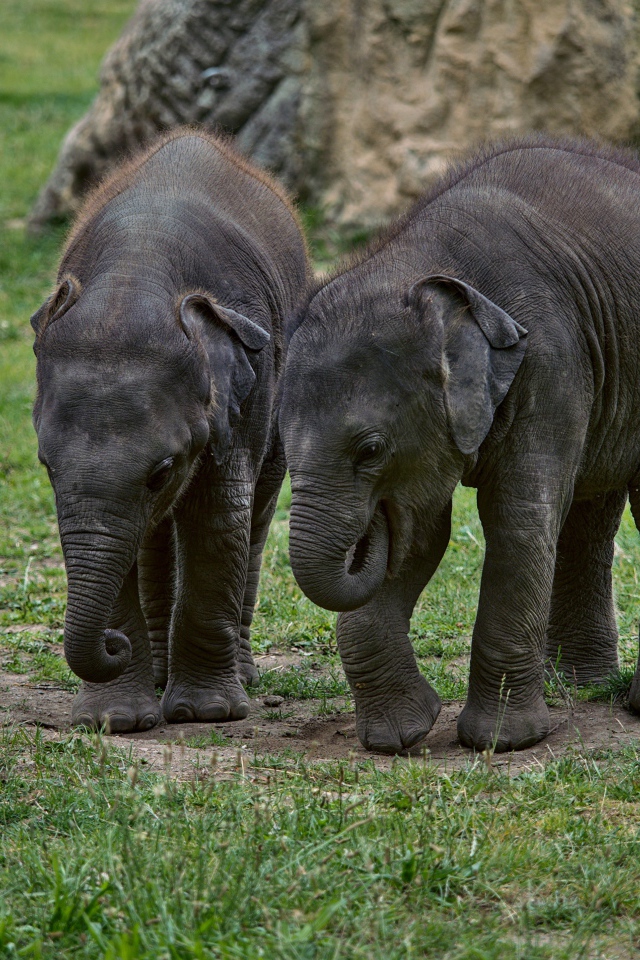 Два маленьких слоненка на зеленой траве 