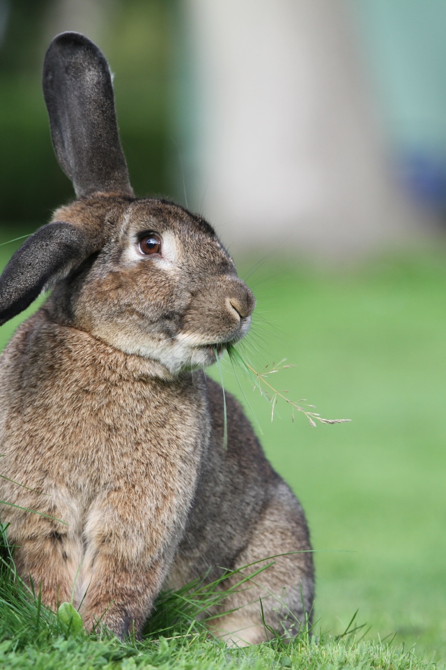 Большой пушистый серый кролик на траве