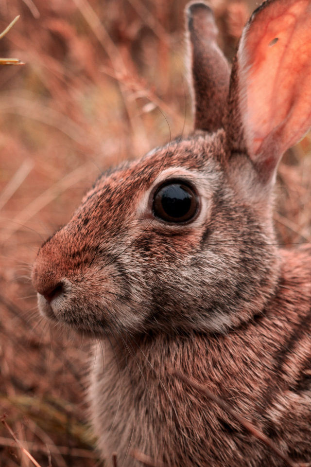 Большой серый заяц сидит в траве 