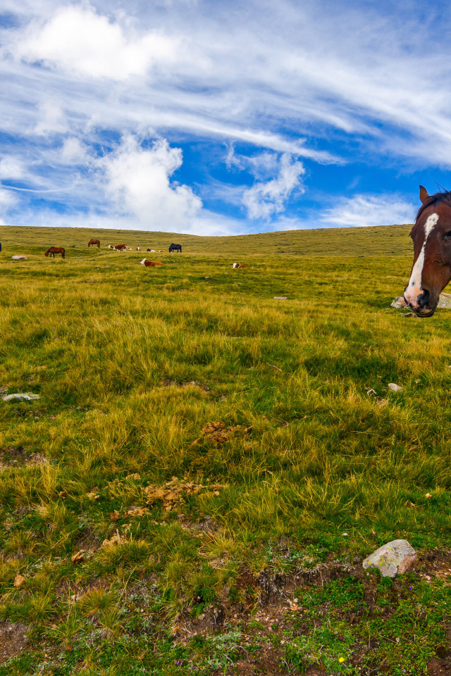 Лошадь пасется на поле под красивым небом