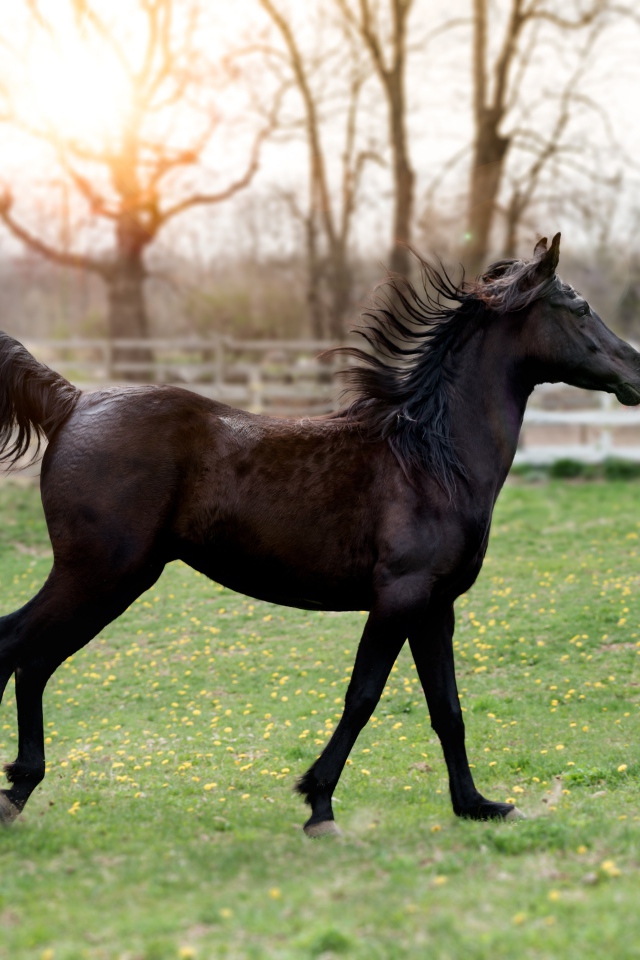 Красивый черный конь на зеленой траве 