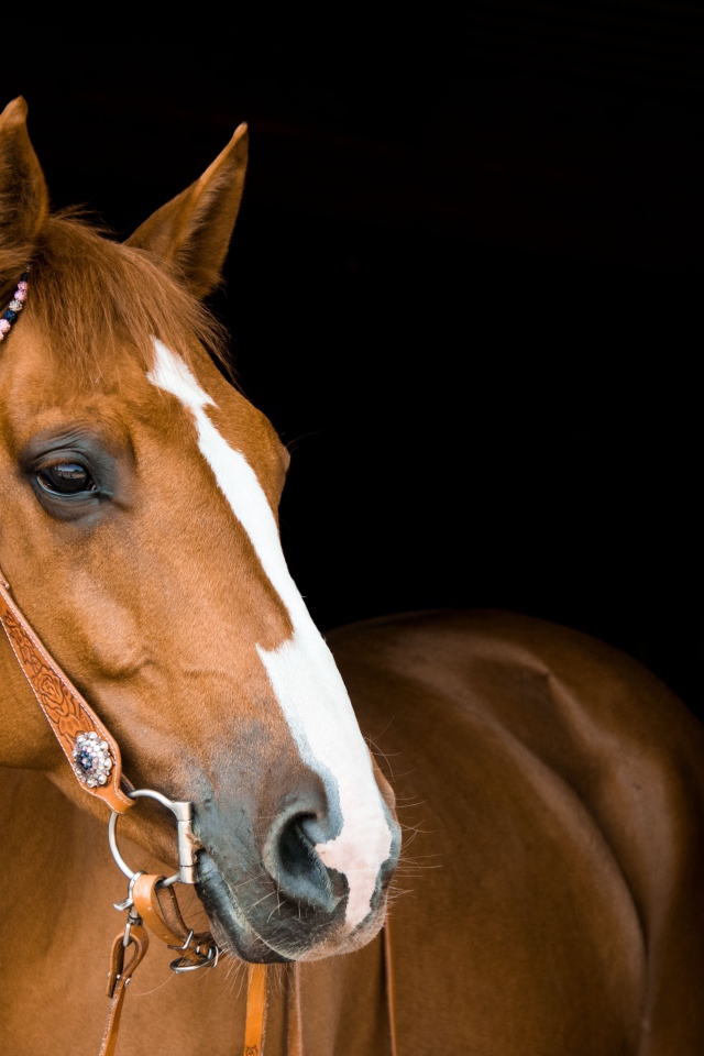 Красивый коричневый конь с уздечкой на черном фоне
