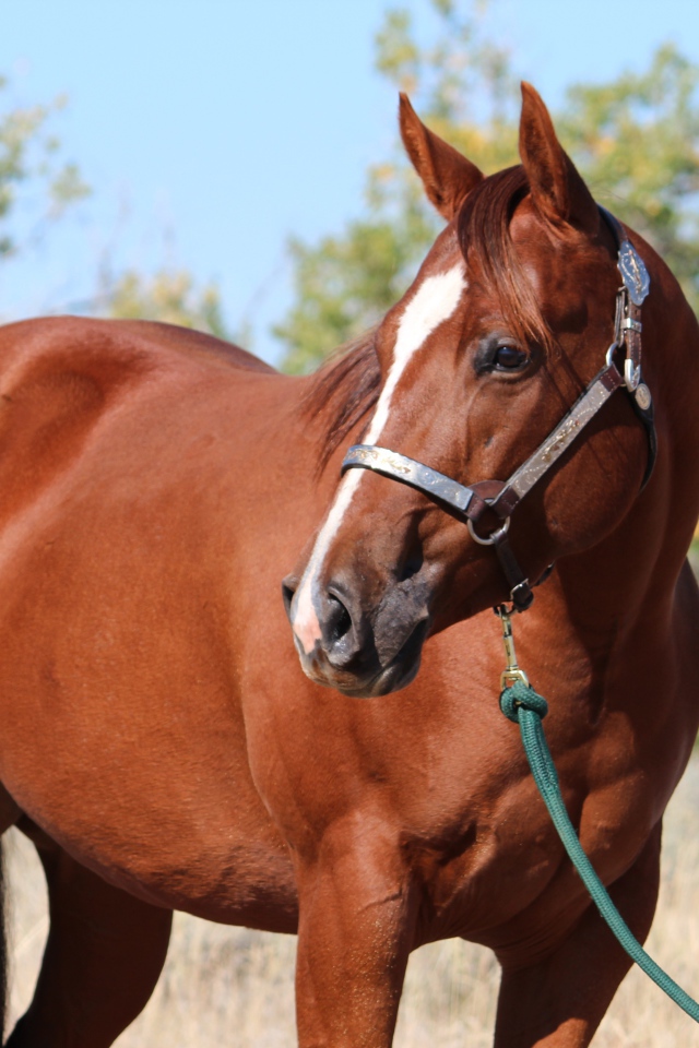 Большой коричневый конь на привязи