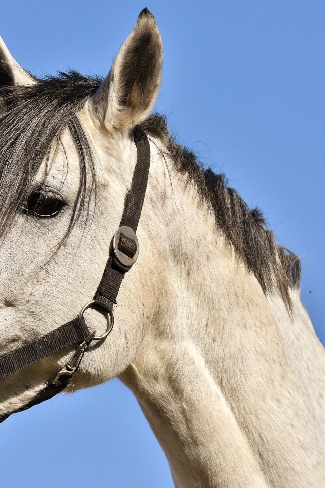 Большой белый конь на фоне голубого неба 