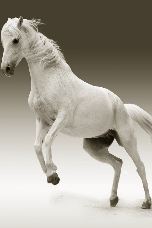 Большой белый конь на сером фоне