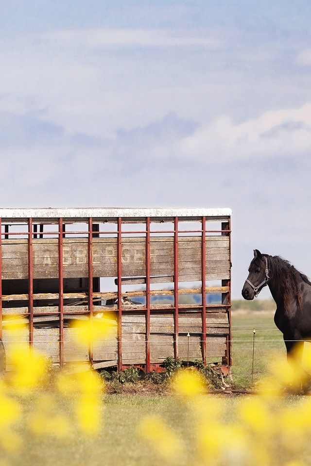 Черные кони у фургона на ферме 
