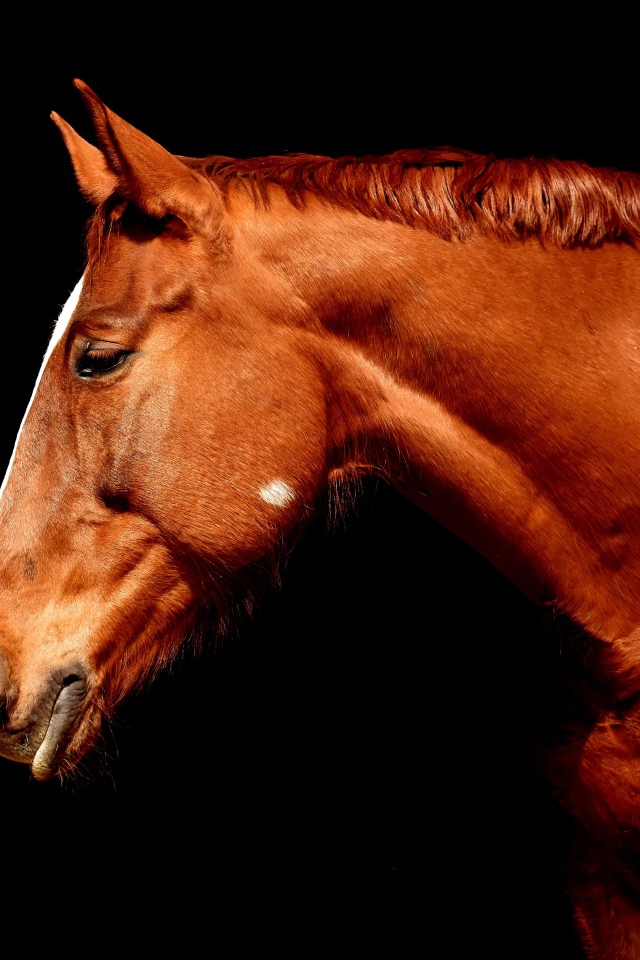 Коричневый конь крупным планом на черном фоне
