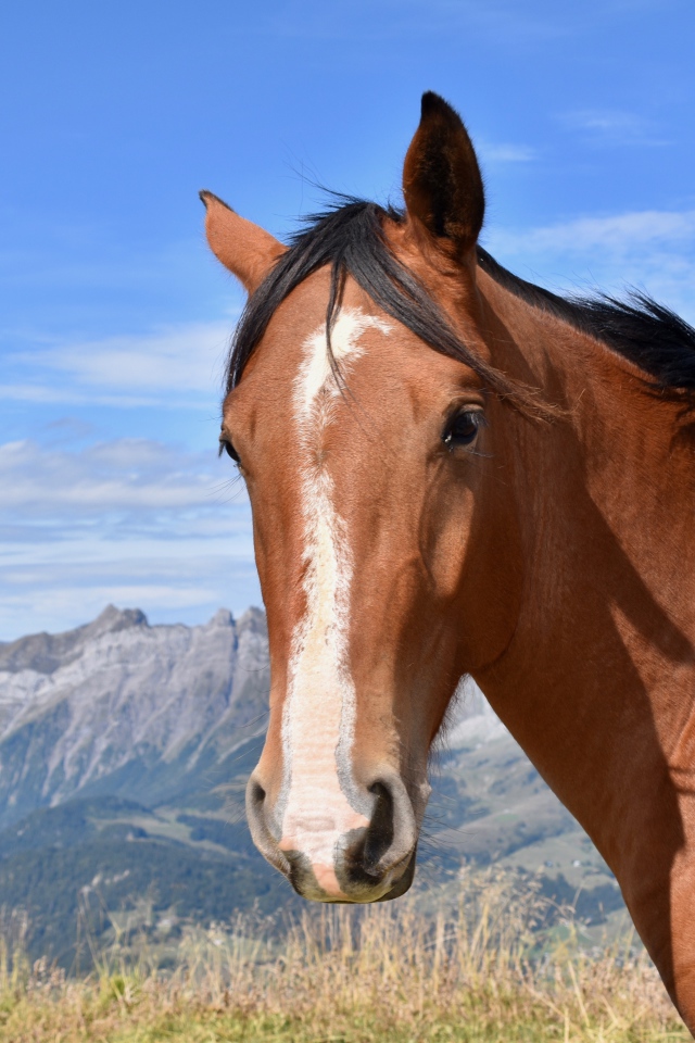 Коричневая лошадь на фоне голубого неба