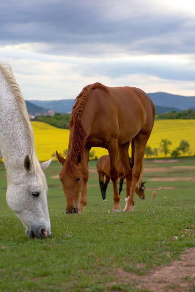 Стадо лошадей пасется на поле 