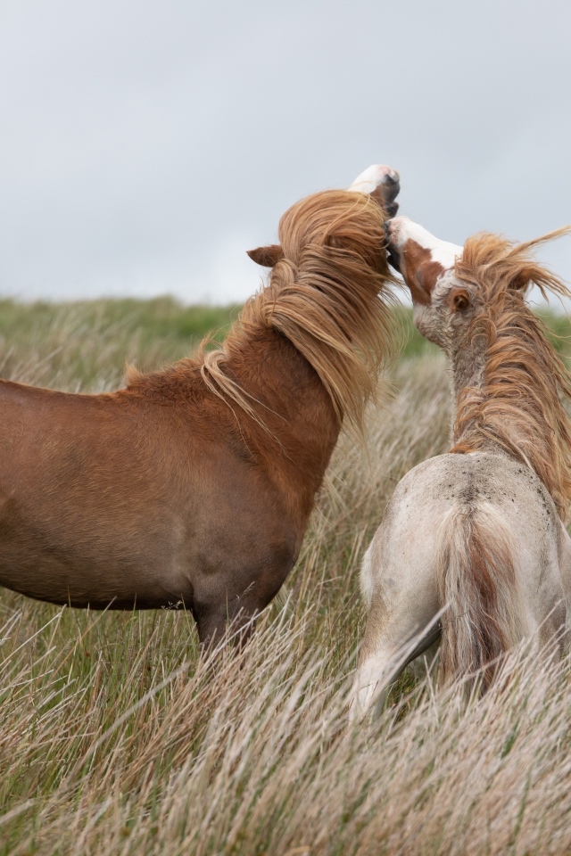 Лошадь с жеребенком гуляют по траве