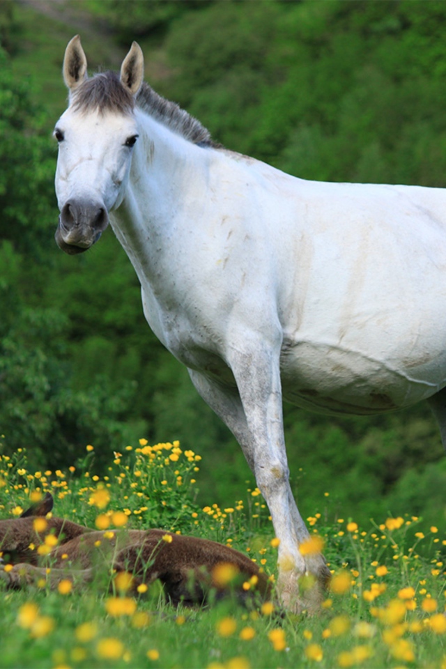 Большая белая лошадь с жеребенком на поляне