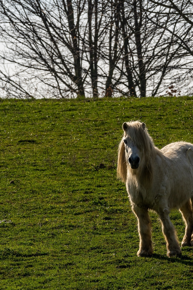 Пони стоит на зеленой траве