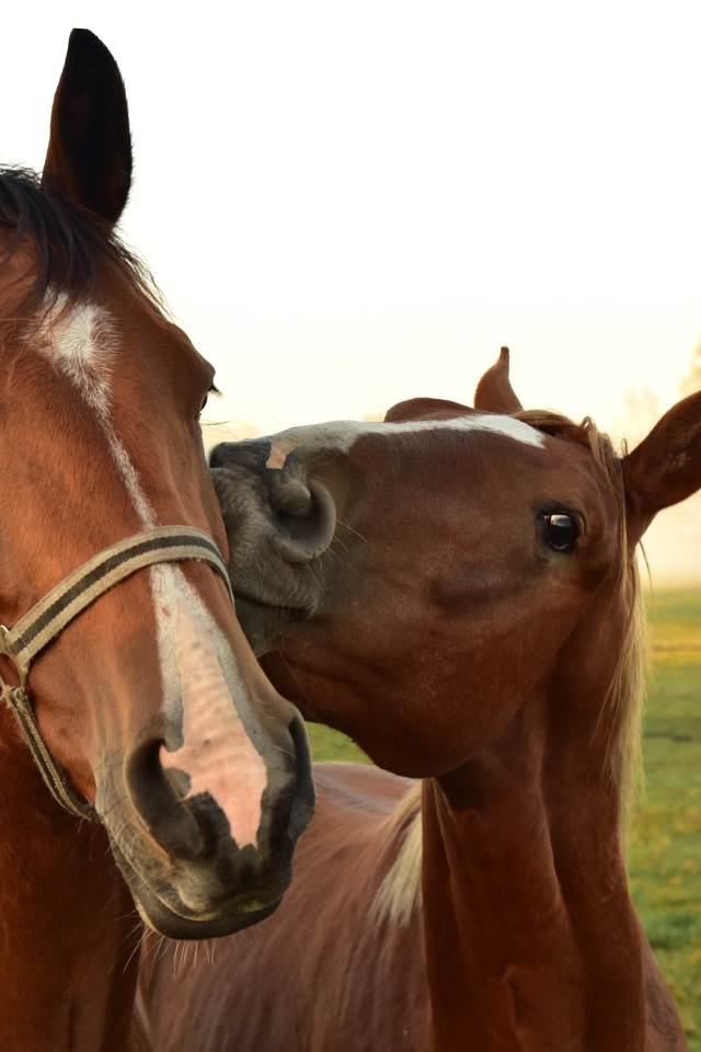 Две красивых коричневых лошади на зеленой поляне
