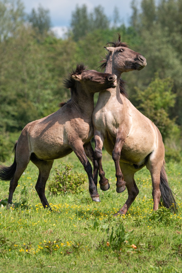 Две лошади играют на зеленой траве