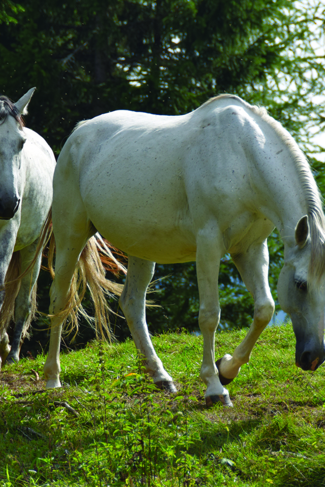 Две белые лошади на зеленой траве