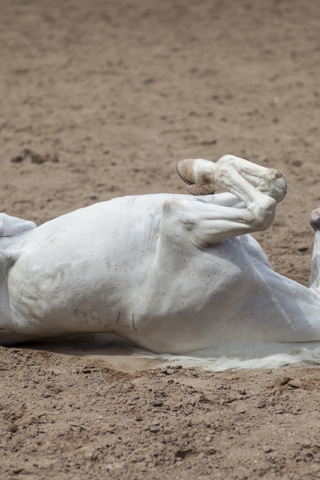 Белый конь лежит песке 