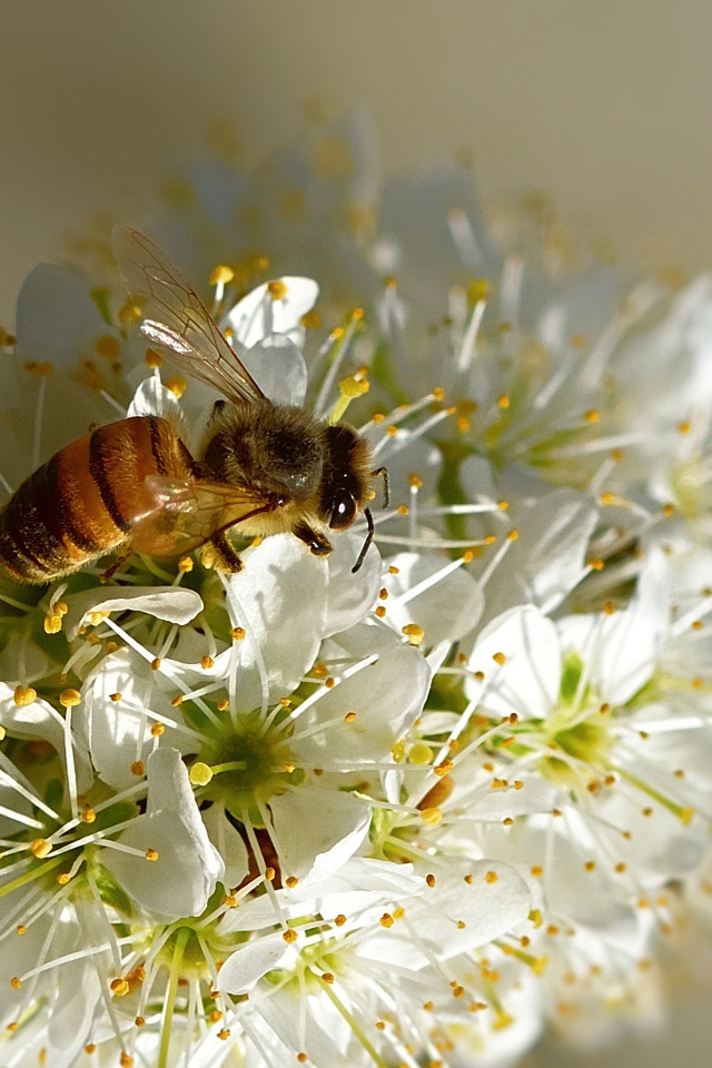 Пчела сидит на цветущей ветке вишни весной