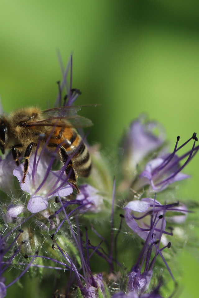 Пчела сидит на фиолетовом цветке на зеленом фоне