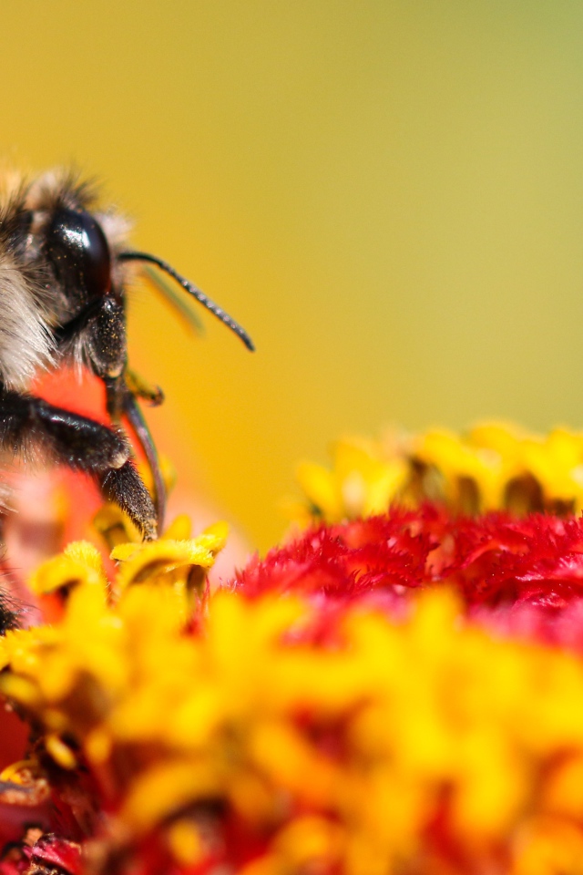 Пчела сидит на цветке циннии 