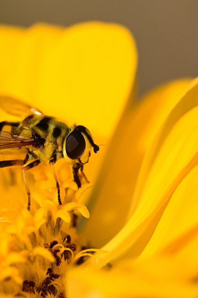 Муха жужжалка сидит на желтом цветке 