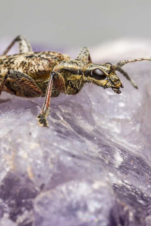 Большой черный-пятнистый усач сидит на кристалле 