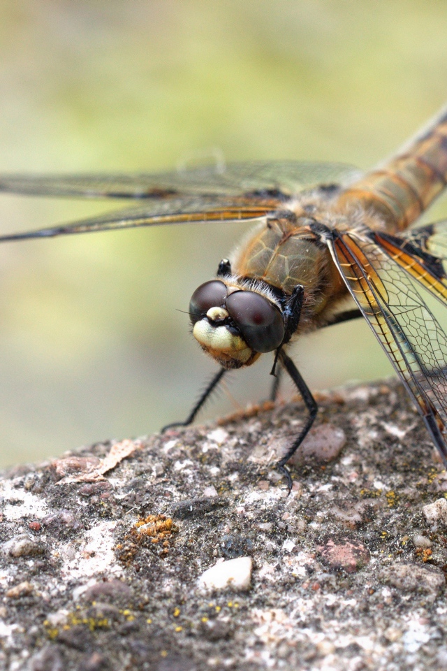 Большая стрекоза сидит на бетонной плите 