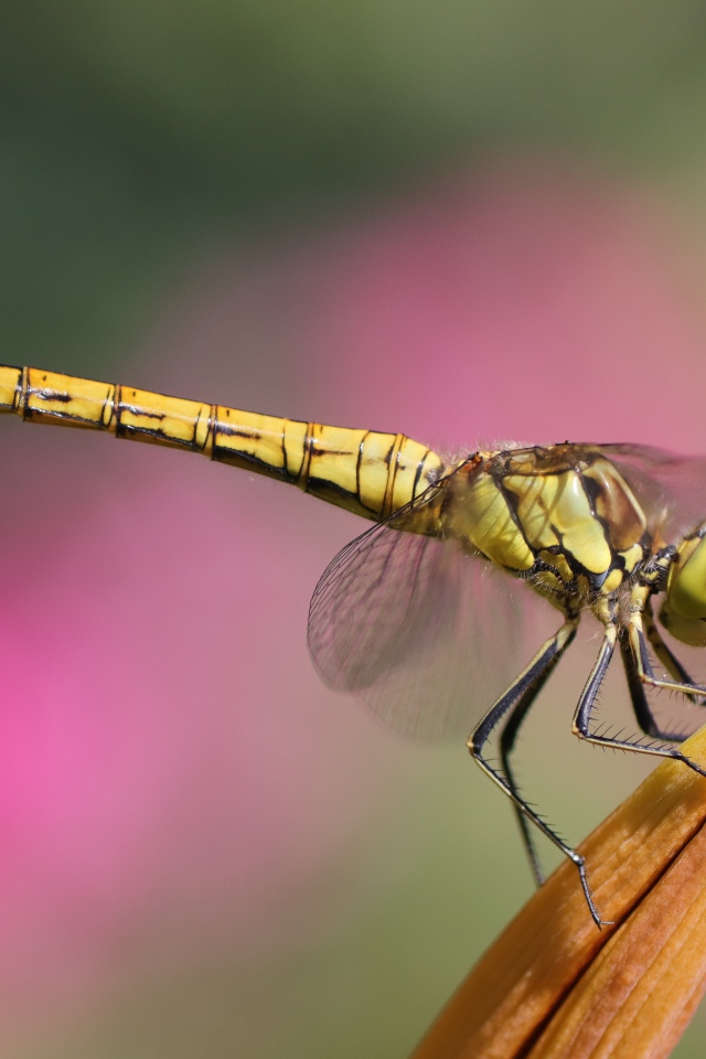 Большая стрекоза сидит на цветке лилии