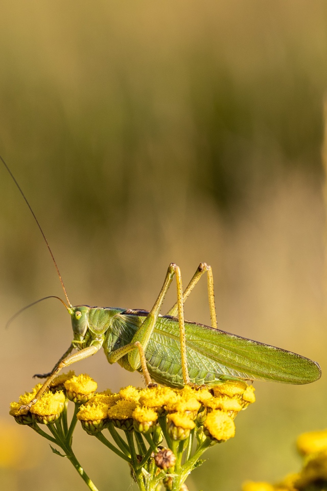 Большой зеленый кузнечик сидит на цветке пижмы