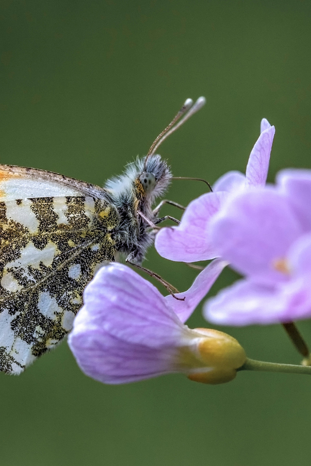 Красивая голубая бабочка сидит на сиреневом цветке 
