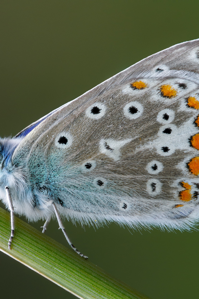 Красивая голубая бабочка сидит на зеленой траве