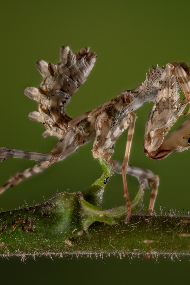 Красивый коричневый богомол на зеленом фоне
