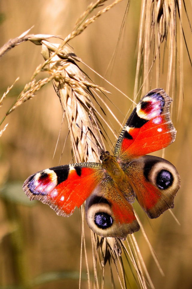 Красивая бабочка сидит на колоске пшеницы