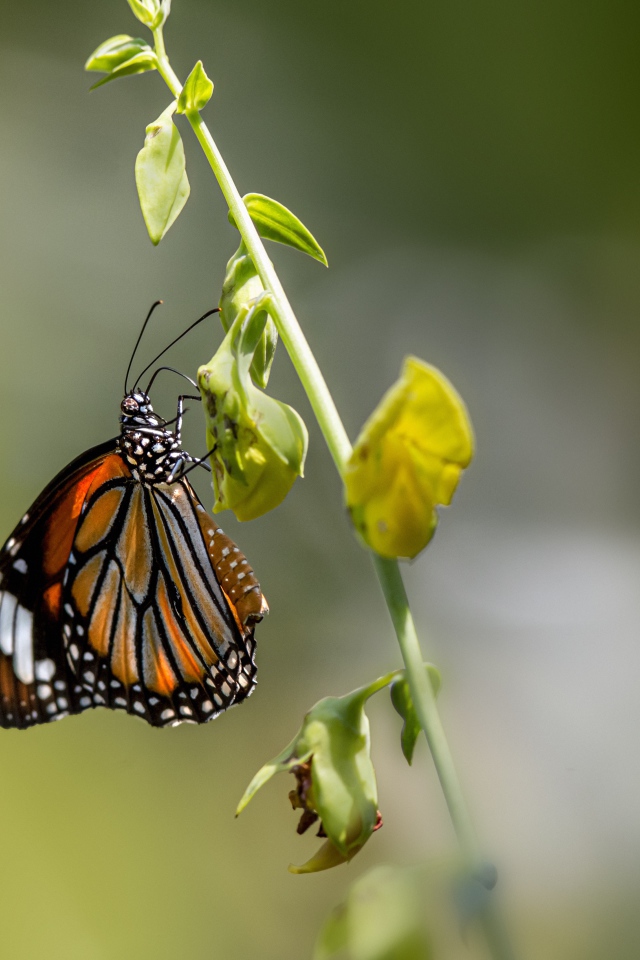 Красивая бабочка сидит на зеленой траве 