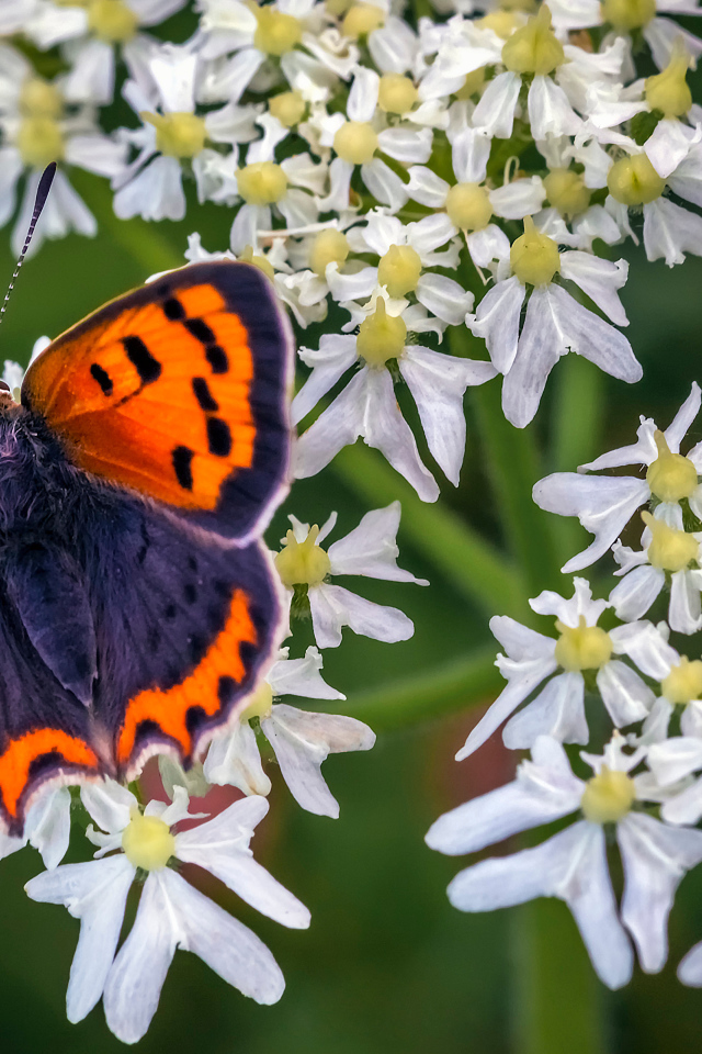 Красивая бабочка с коричневыми крыльями на белом цветке