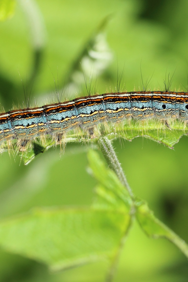 Красивая гусеница на зеленой ветке